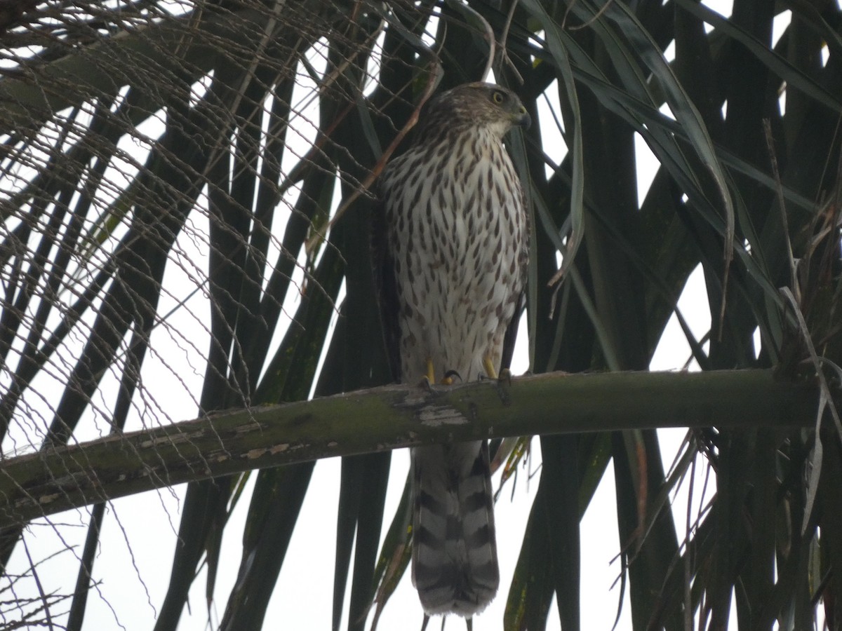Cooper's Hawk - ML644154779