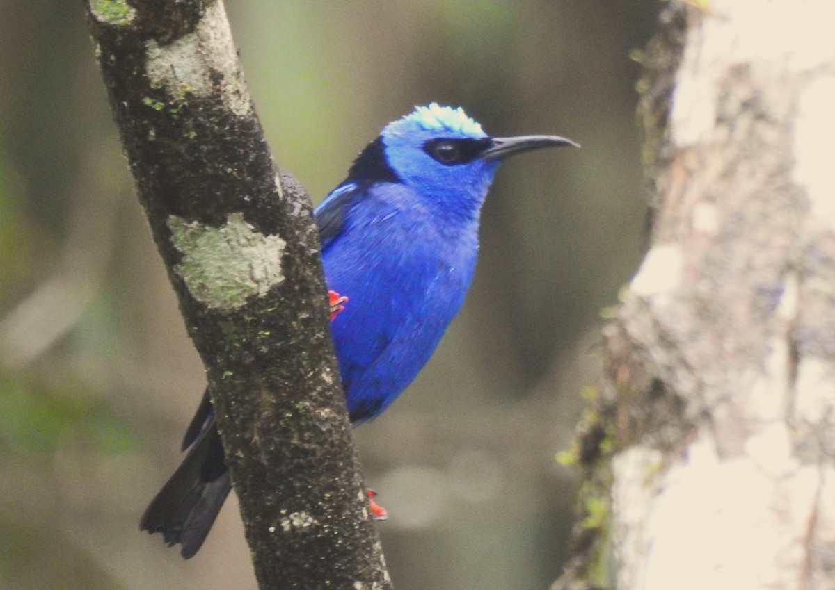 Red-legged Honeycreeper - ML644154787