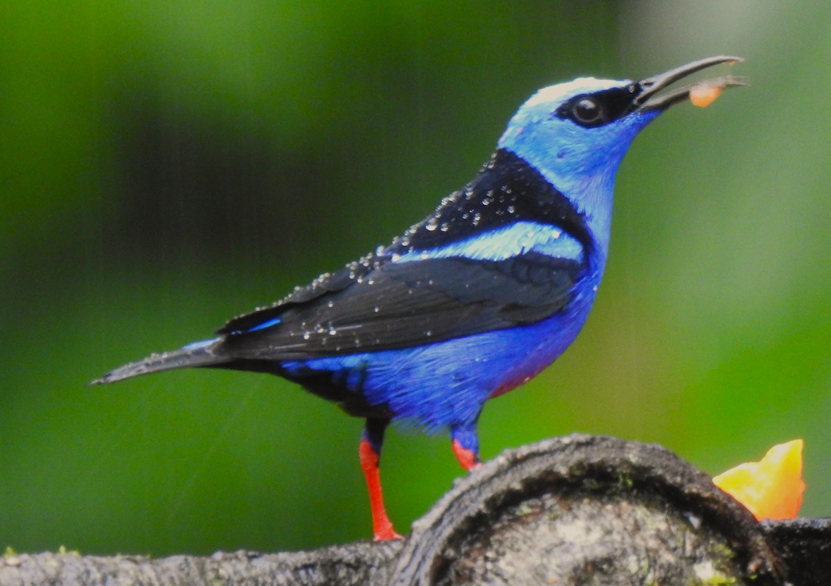Red-legged Honeycreeper - ML644154788