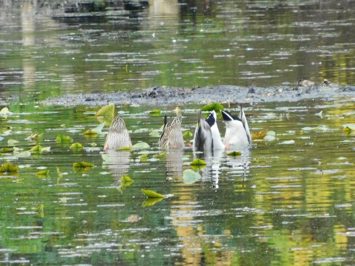 Mallard - ML644154789