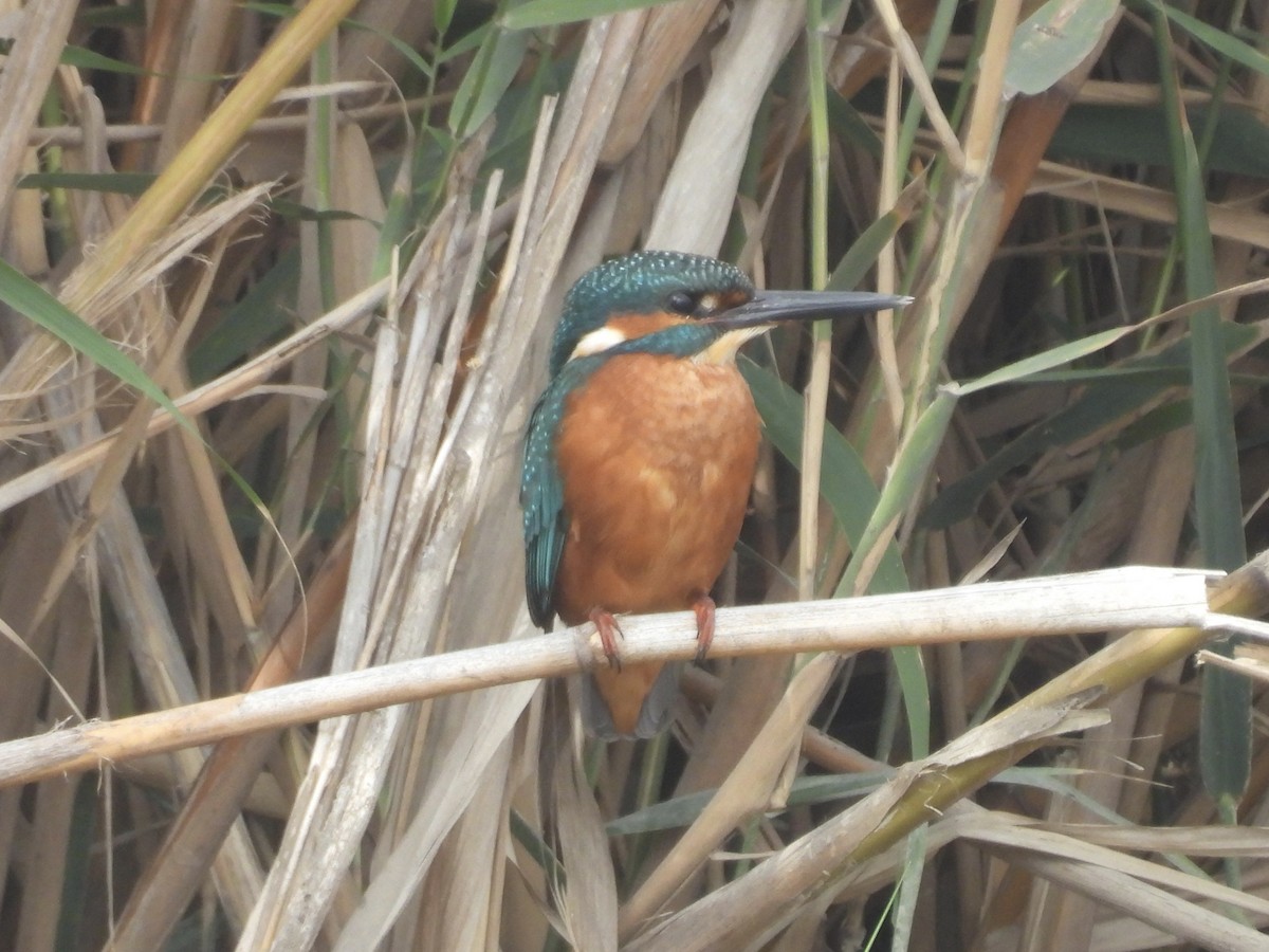 Eisvogel - ML644154792