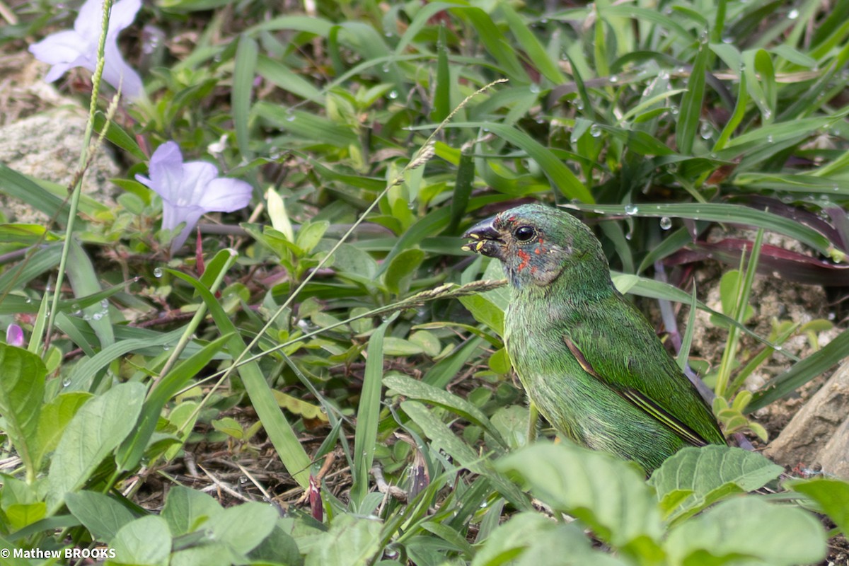 Fiji Parrotfinch - ML644154795