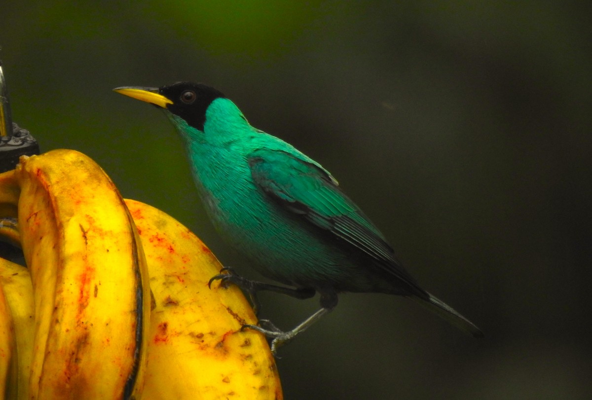 Green Honeycreeper - ML644154796