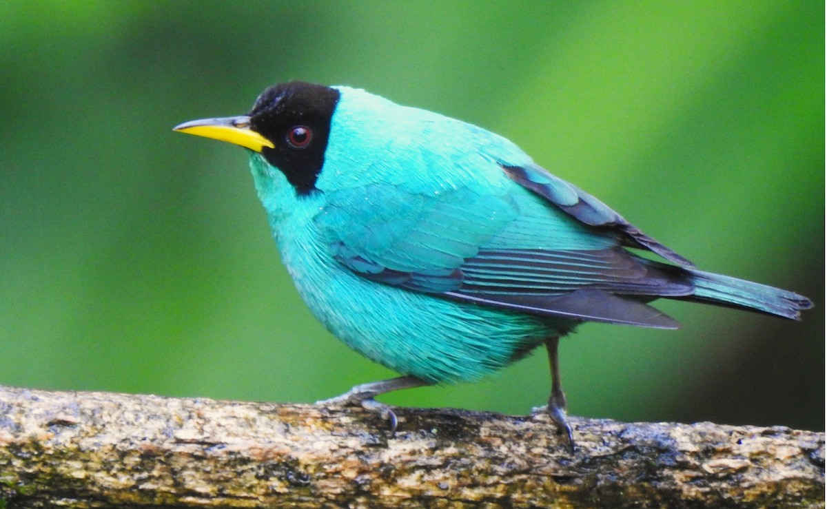 Green Honeycreeper - ML644154797