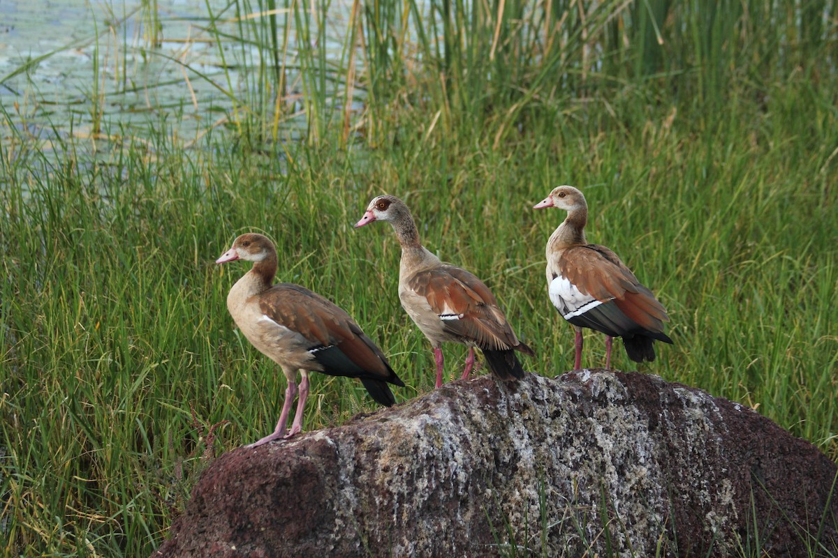 Nilgans - ML644154802