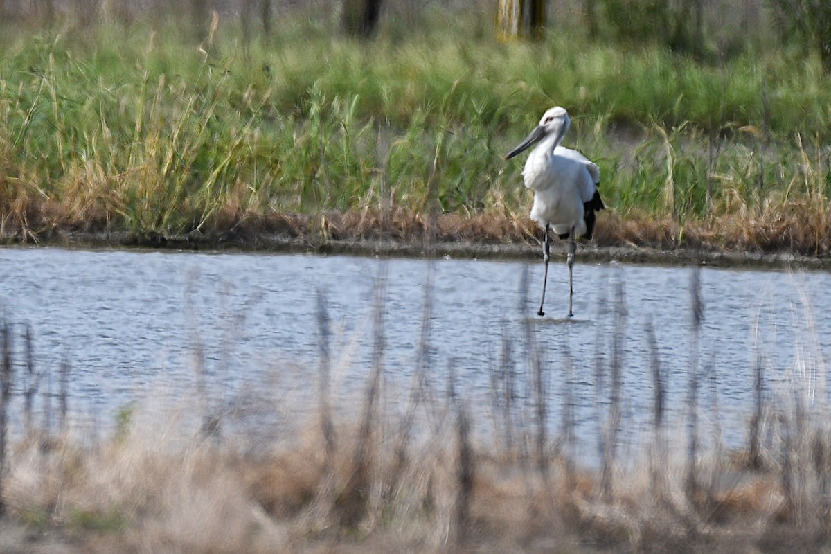 Cigogne orientale - ML644154843
