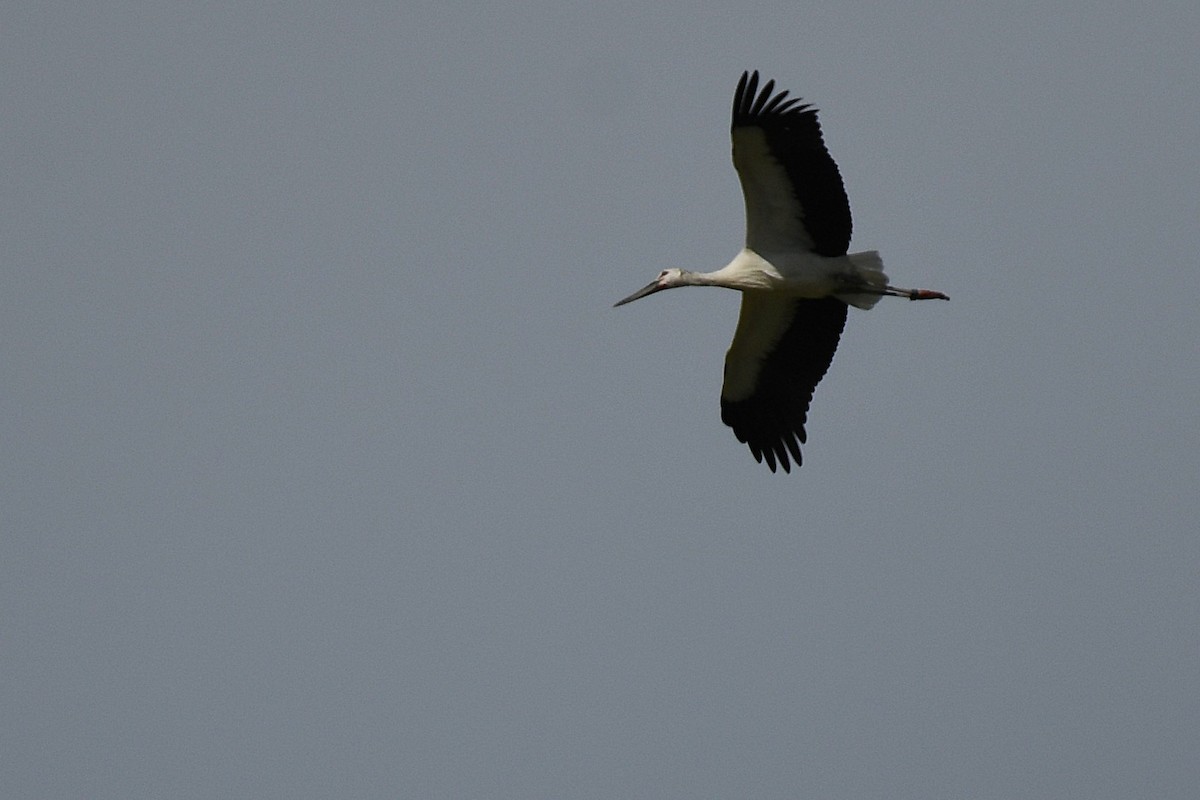 Cigogne orientale - ML644154844