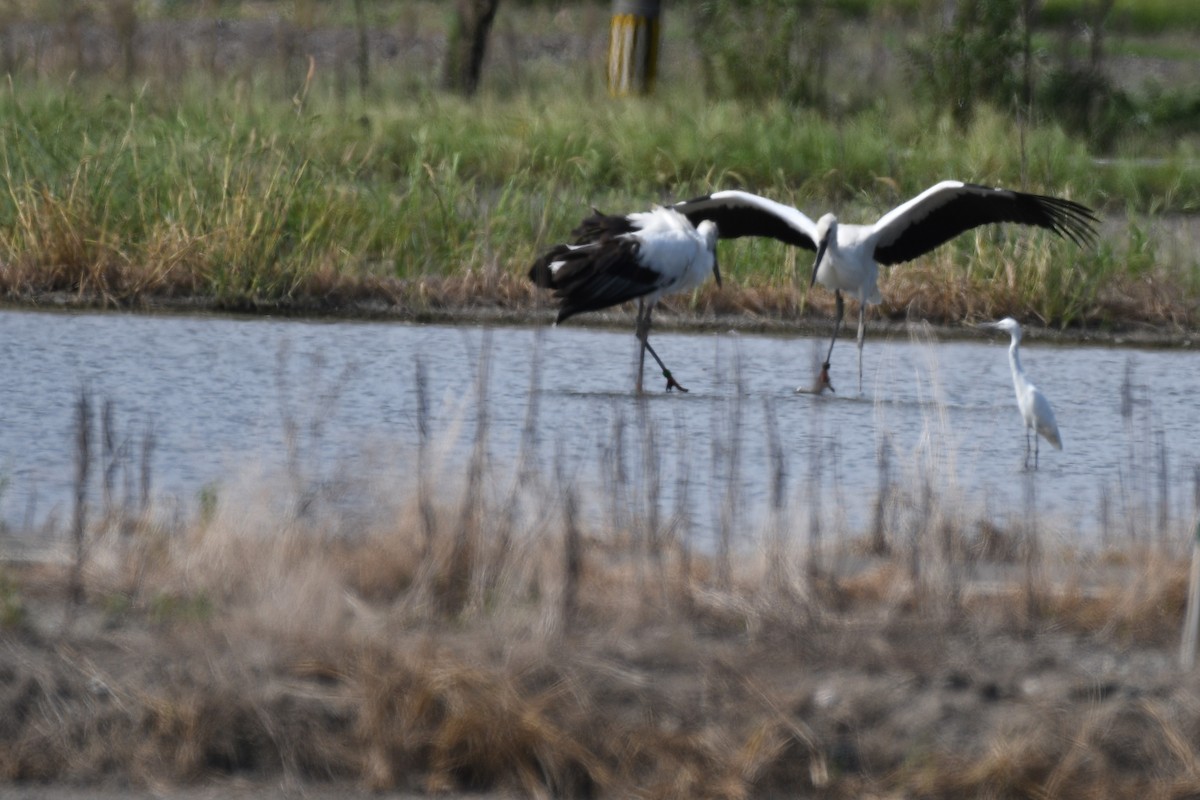 Cigogne orientale - ML644154845