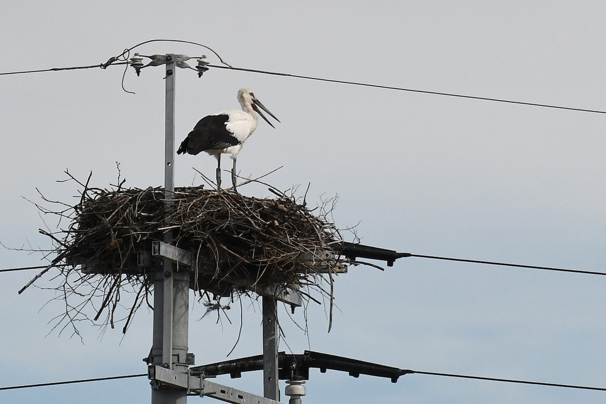 Cigogne orientale - ML644154846