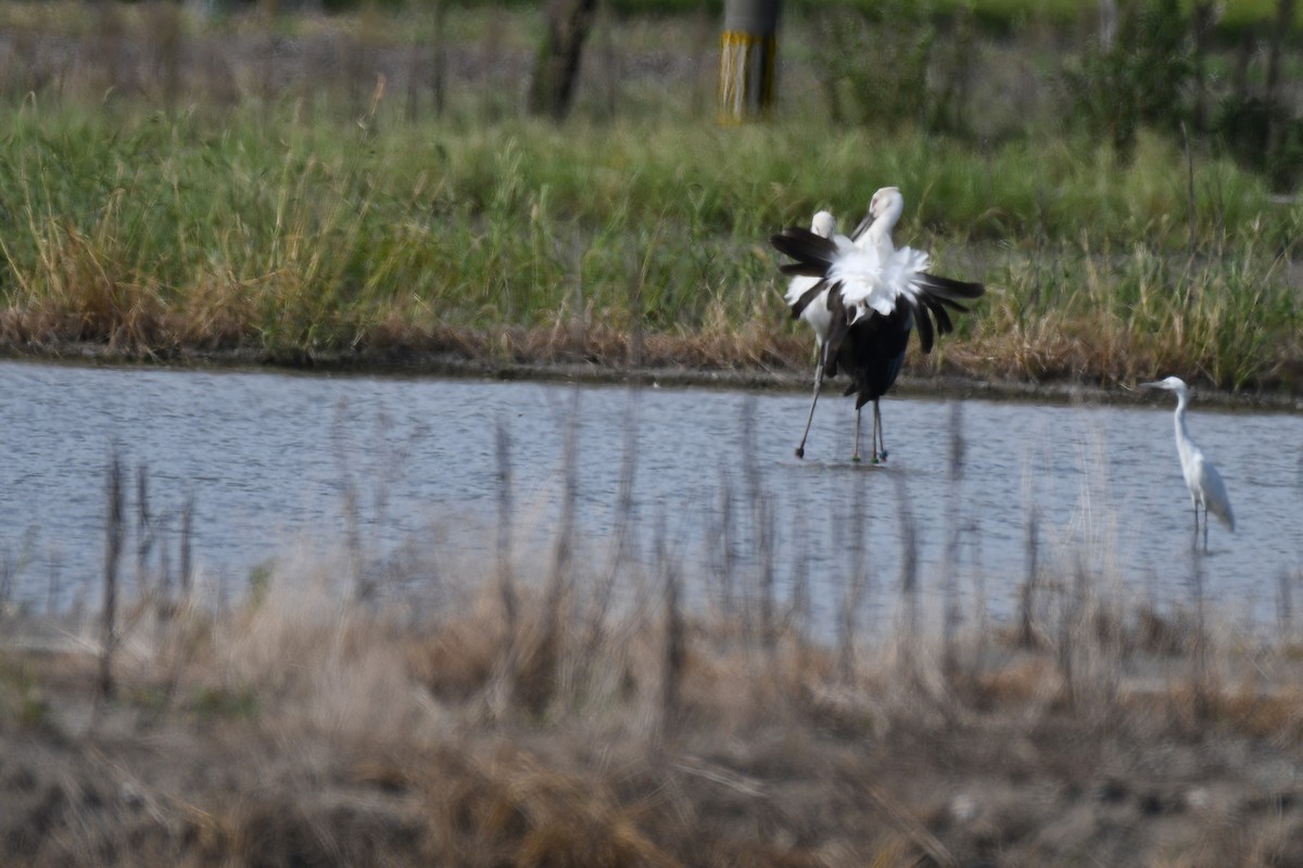 Cigogne orientale - ML644154847