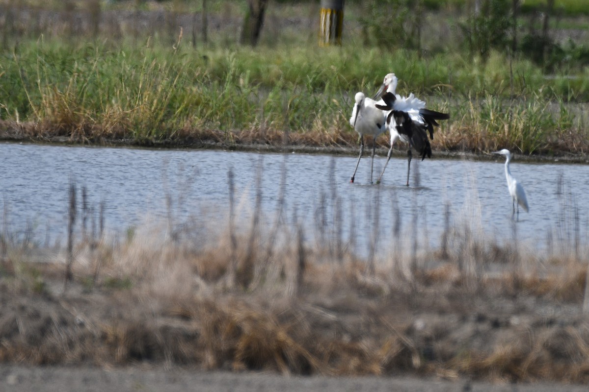 Cigogne orientale - ML644154849