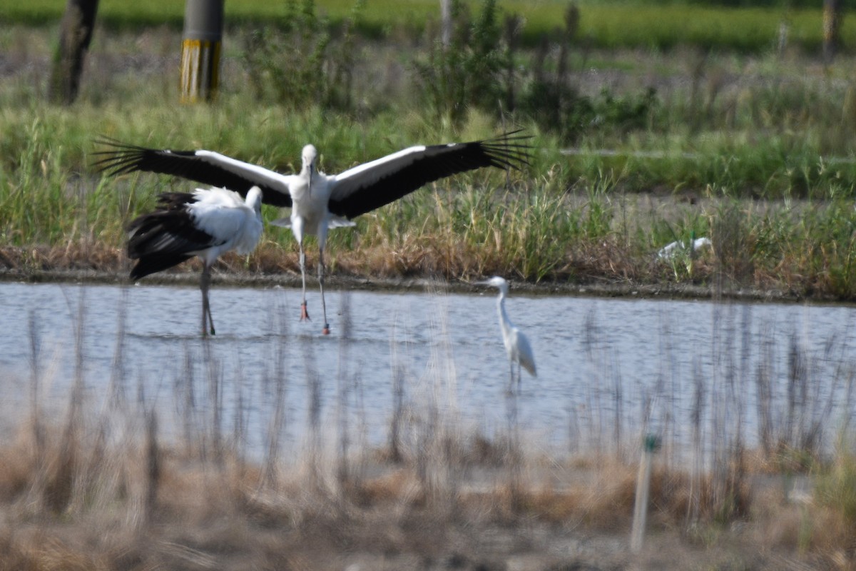 Cigogne orientale - ML644154850