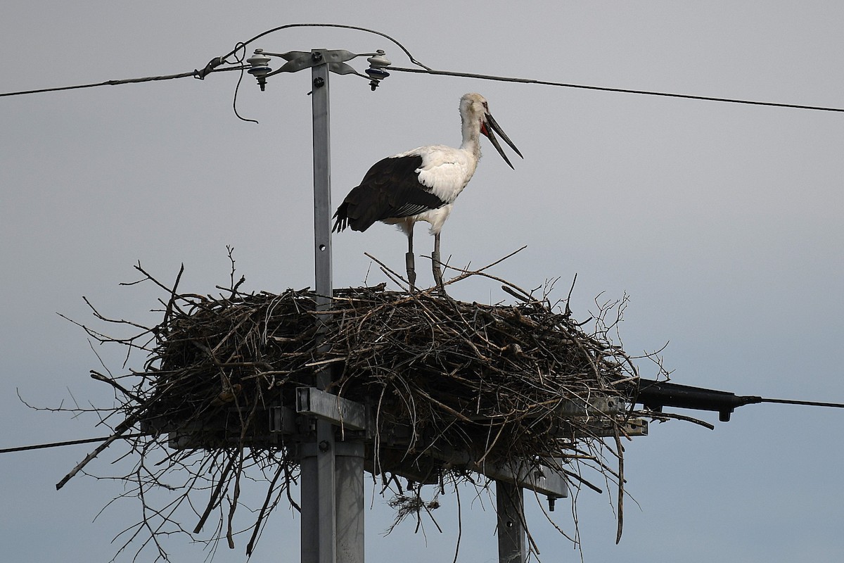 Cigogne orientale - ML644154851