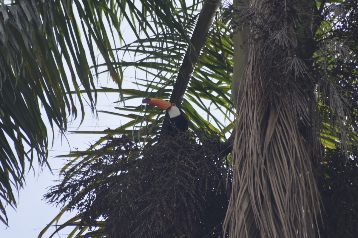 オニオオハシ - ML644154854