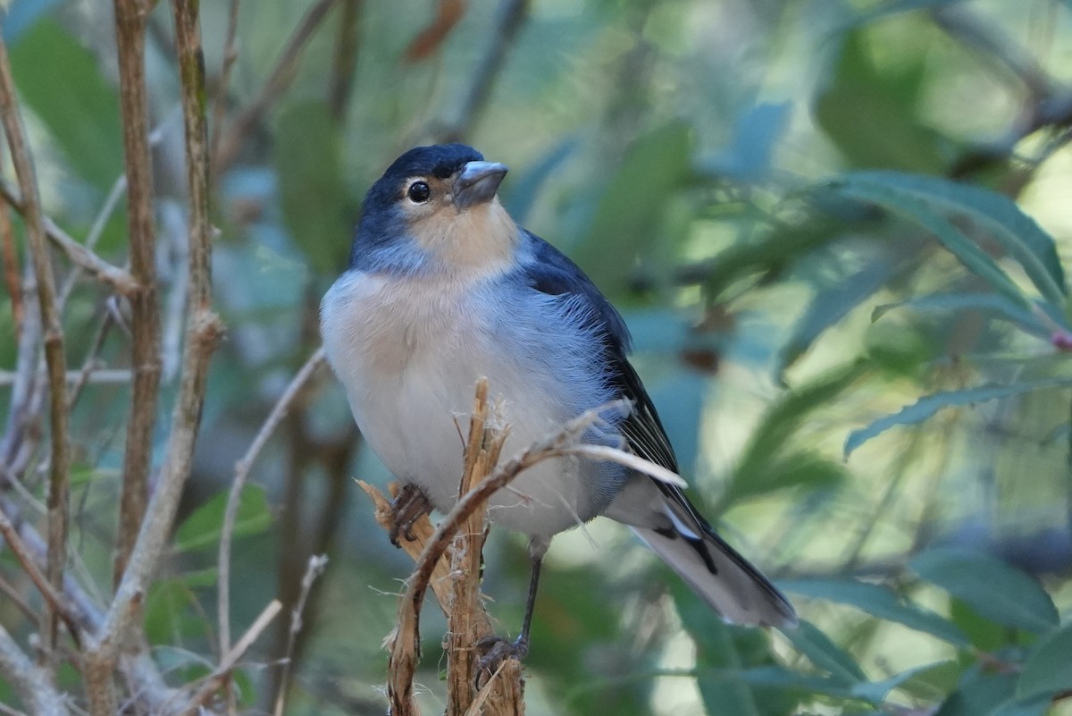 Canary Islands Chaffinch (La Palma) - ML644154858
