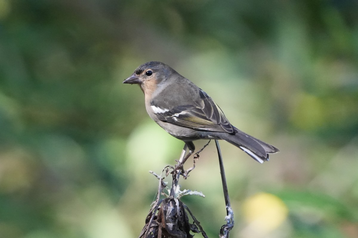 Canary Islands Chaffinch (La Palma) - ML644154859