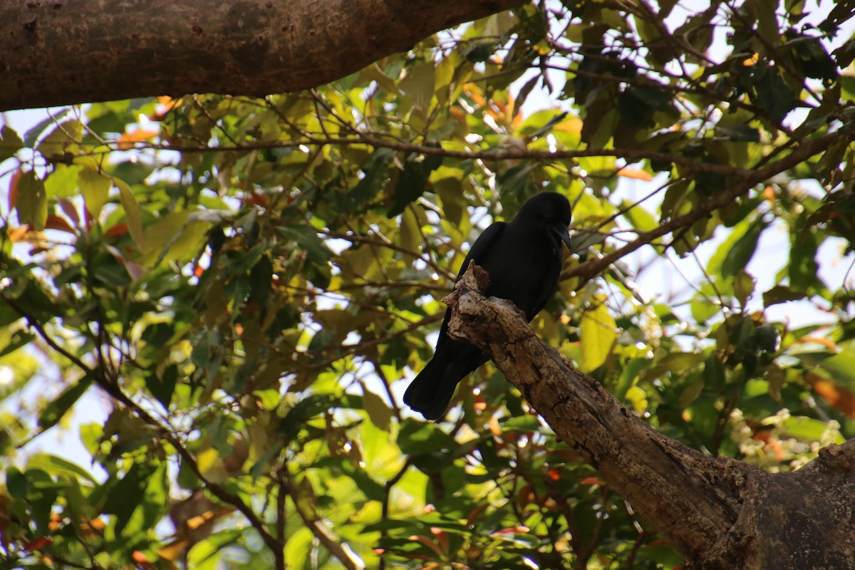 Palawan Crow - ML644154868