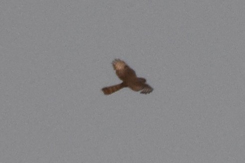 gabarhauk - ML644154876