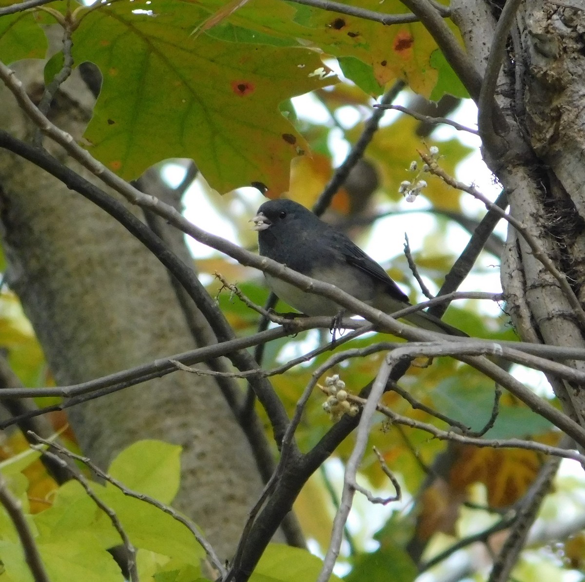 Dark-eyed Junco - ML644154894