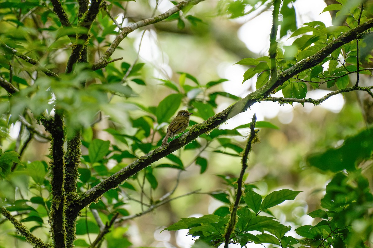 Tyranneau à bec court - ML644154901