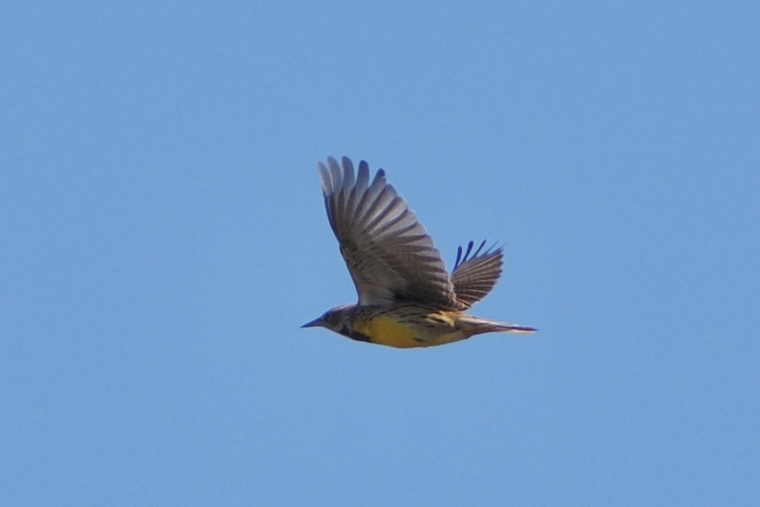 Eastern Meadowlark - ML644154908