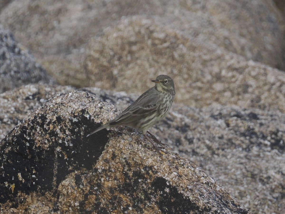 Rock Pipit - ML644154909