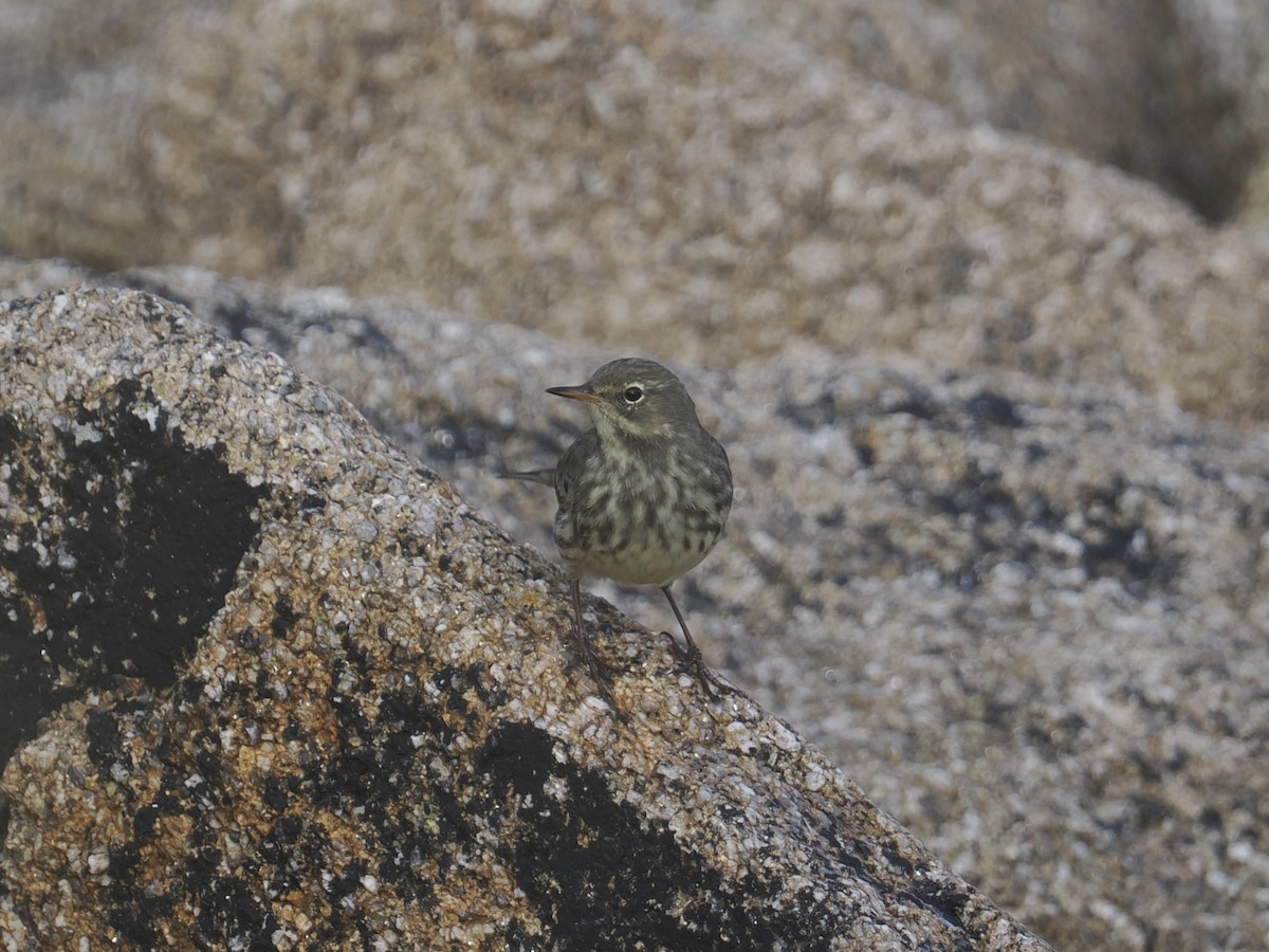 Rock Pipit - ML644154910