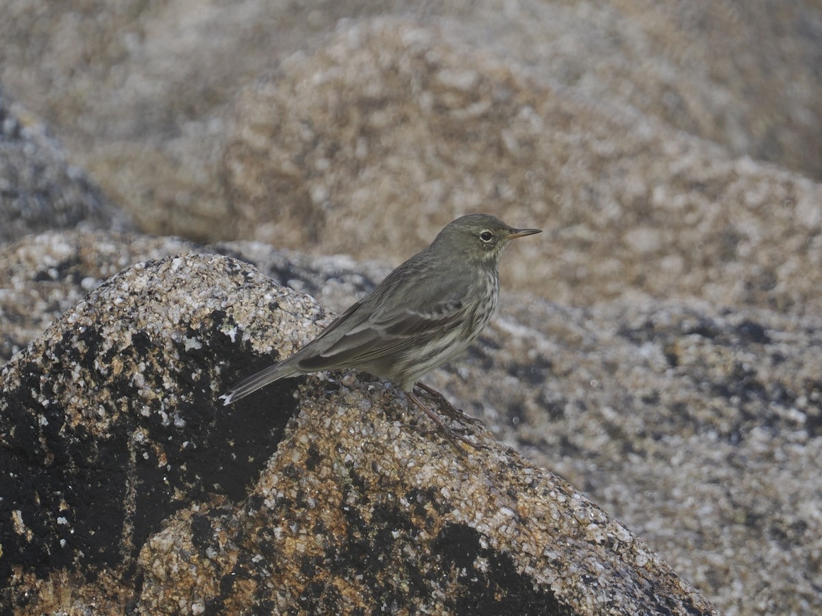 Rock Pipit - ML644154911