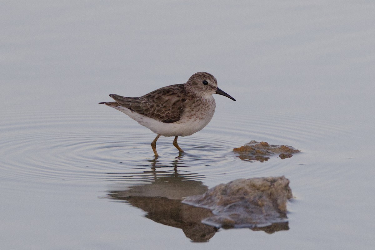 Least Sandpiper - ML644154931