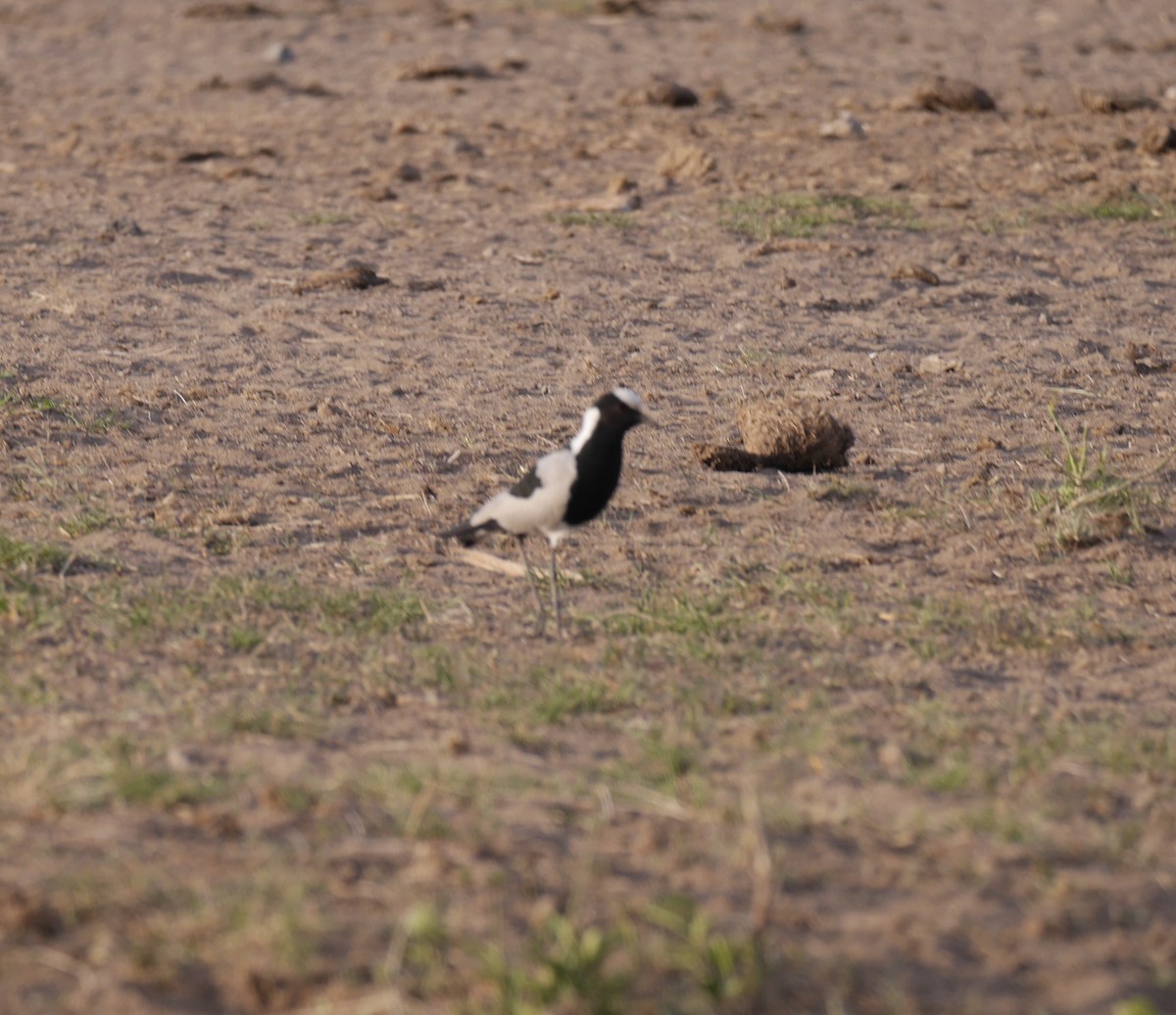 Blacksmith Lapwing - ML644154936