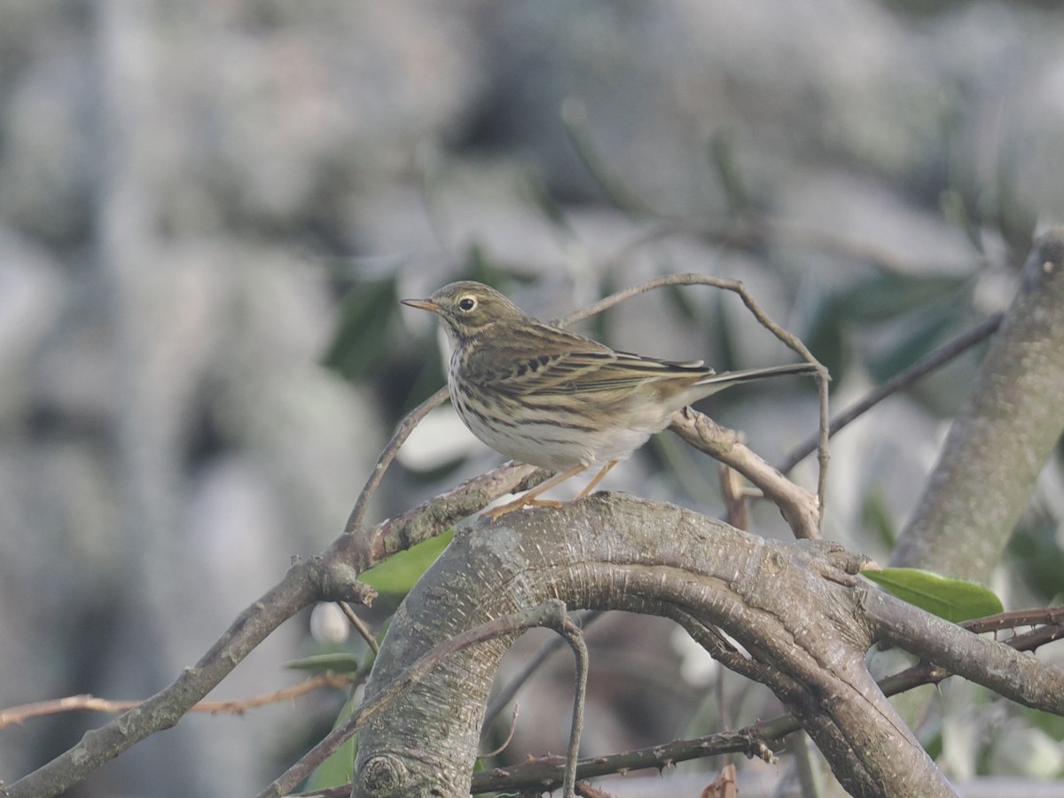 Meadow Pipit - ML644154938