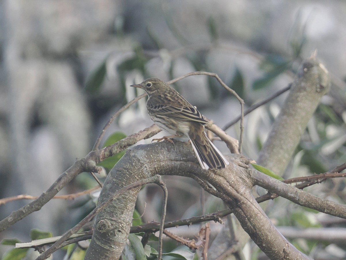 Meadow Pipit - ML644154939
