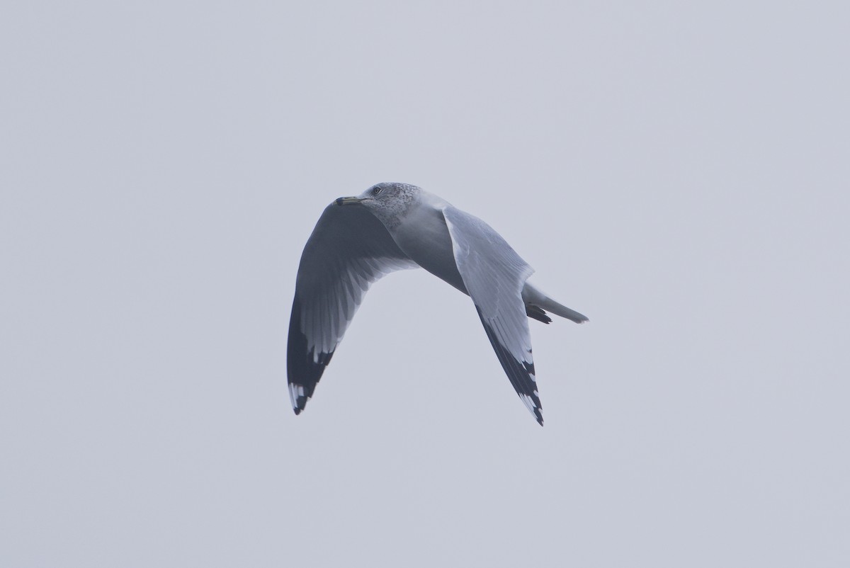 Ring-billed Gull - ML644154942