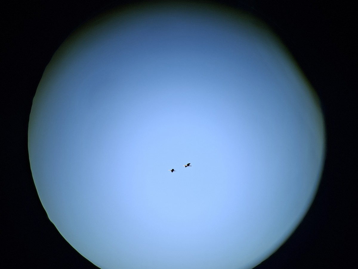 Great Cormorant - ML644154950