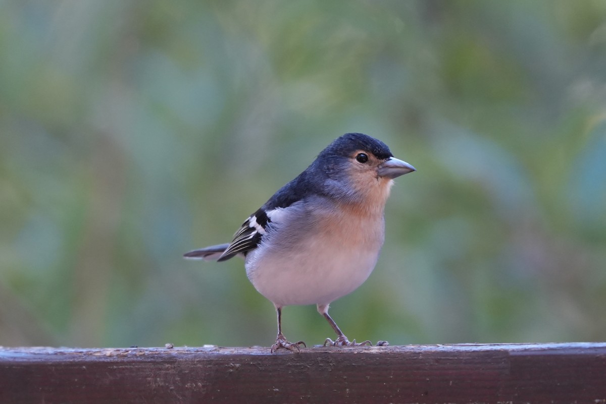 Canary Islands Chaffinch (La Palma) - ML644154960