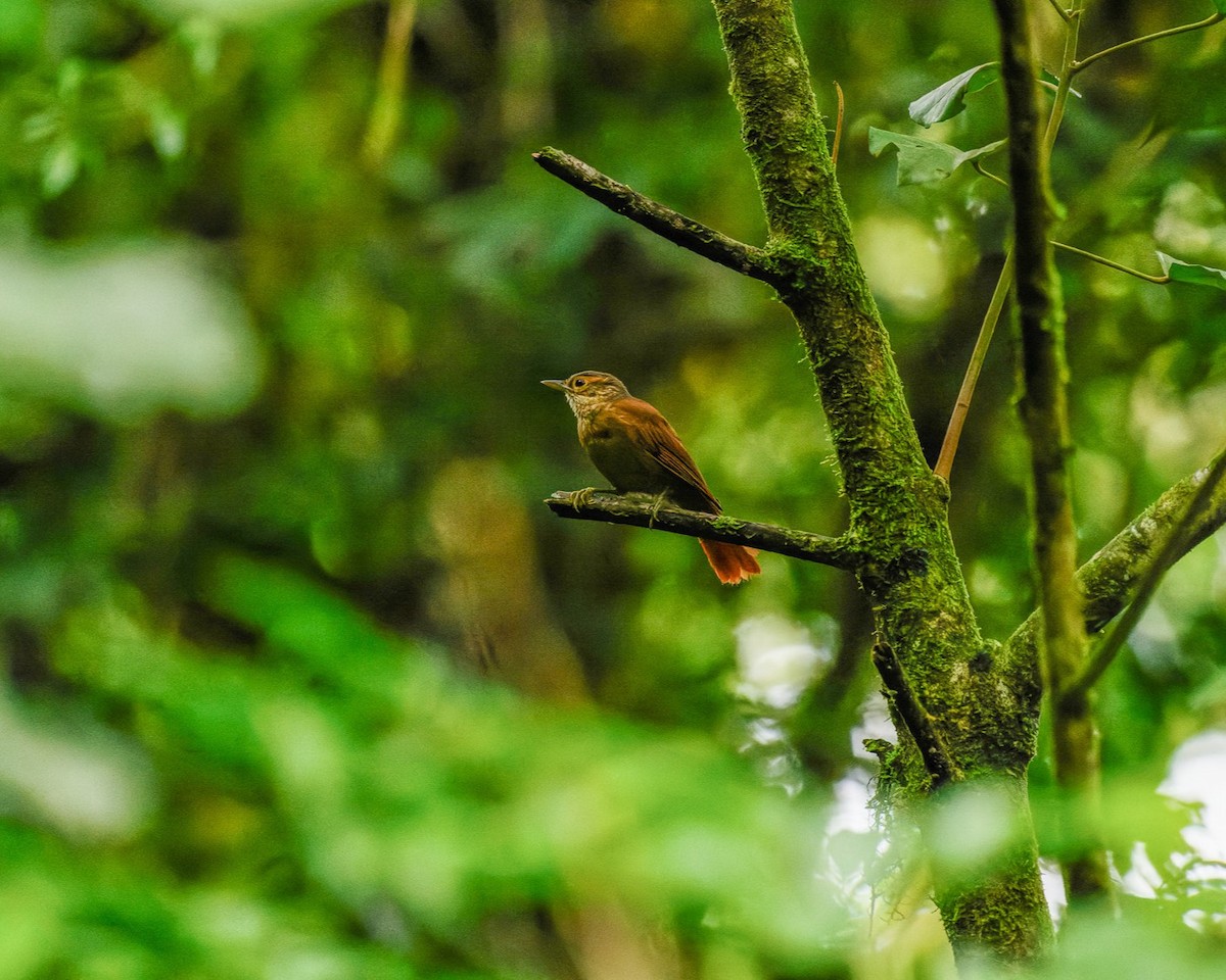 Scaly-throated Foliage-gleaner - ML644154965