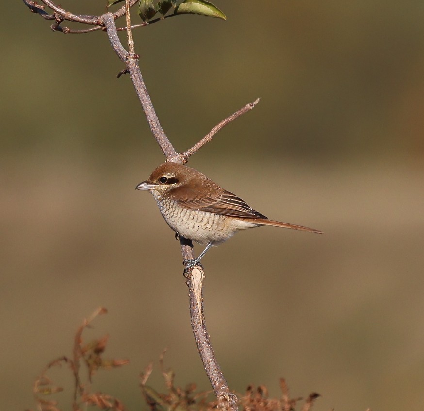 Brown Shrike - ML644154969