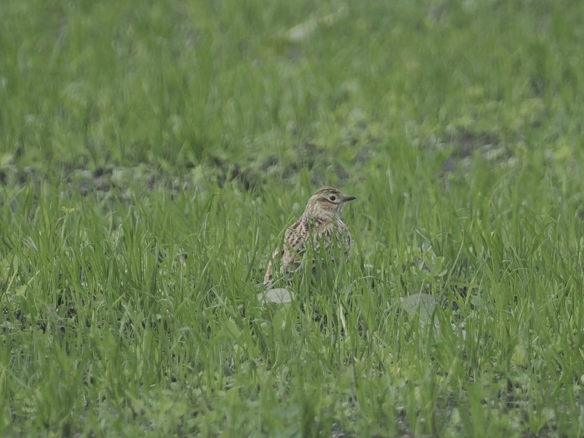 Eurasian Skylark - ML644154971