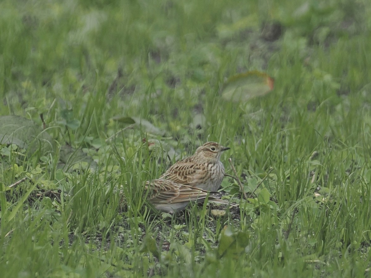 Eurasian Skylark - ML644154972