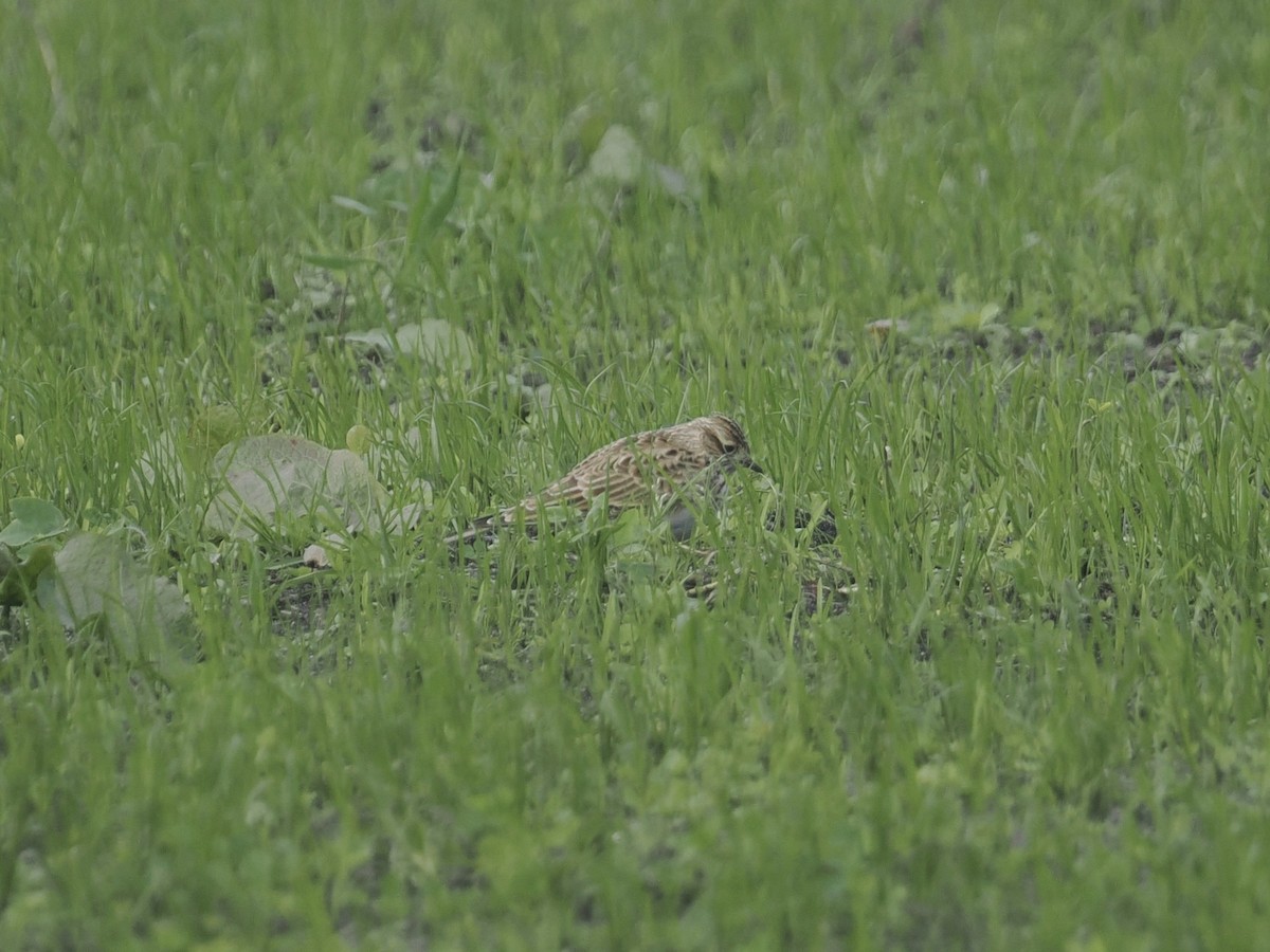 Eurasian Skylark - ML644154973