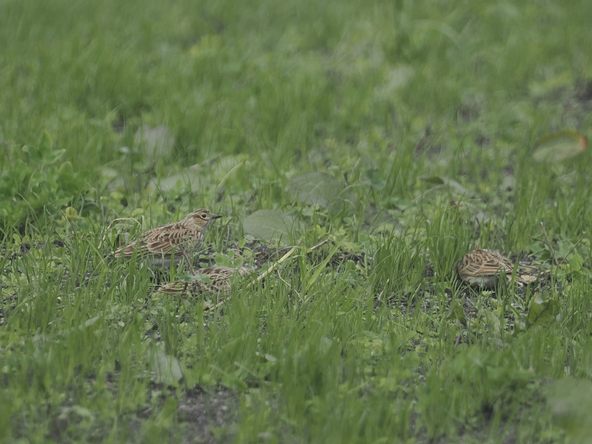 Eurasian Skylark - ML644154974