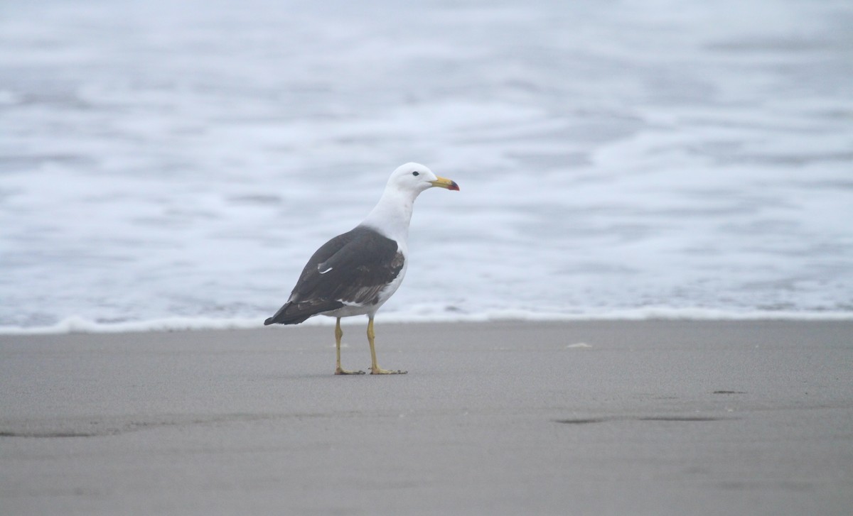 Goéland siméon - ML644155002