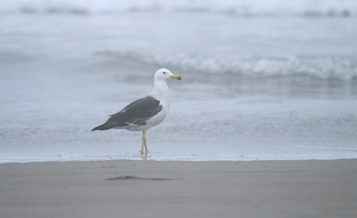 Goéland siméon - ML644155003