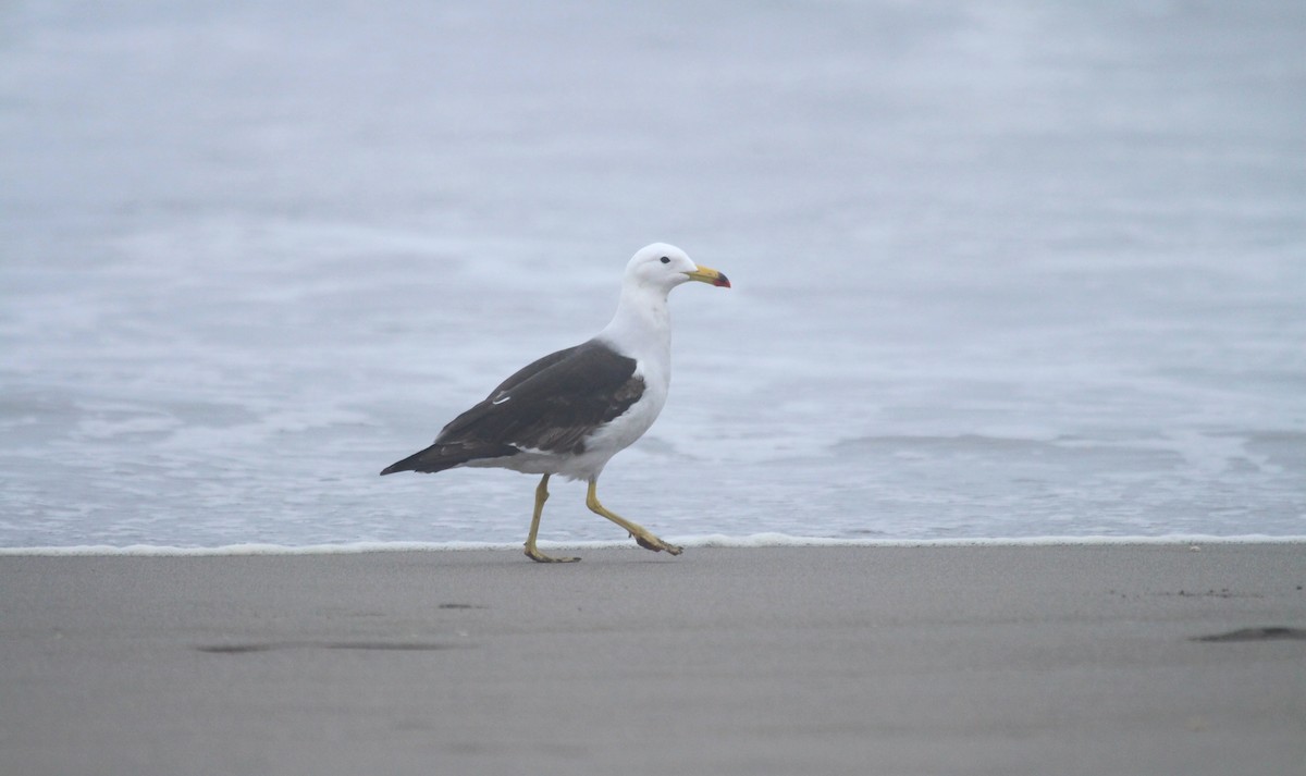 Goéland siméon - ML644155004