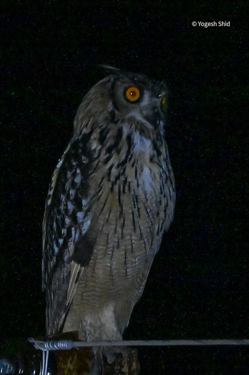 Rock Eagle-Owl - ML644155015