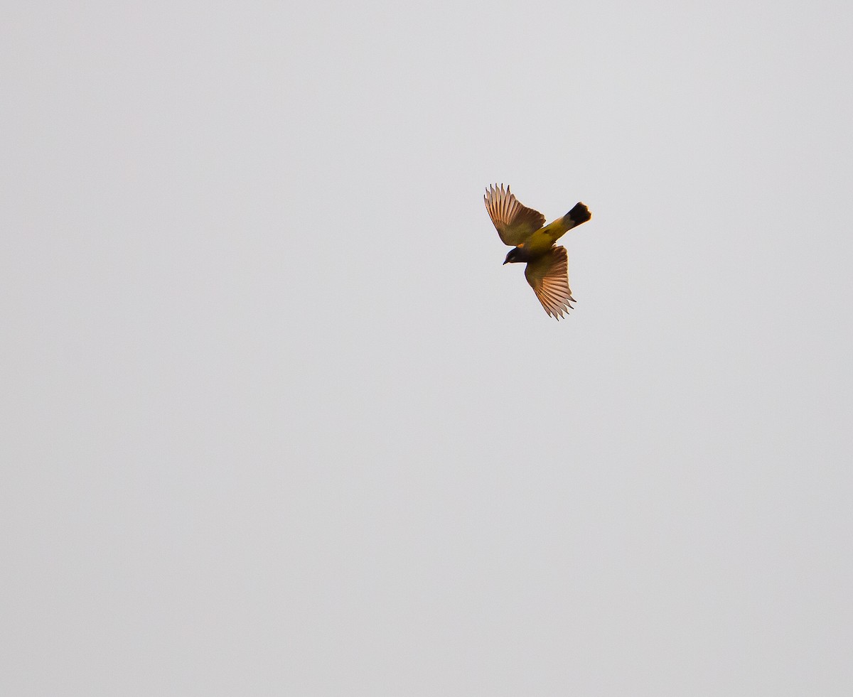 Cassin's Kingbird - ML644155019