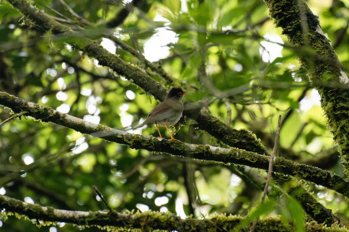 Black-headed Nightingale-Thrush - ML644155020