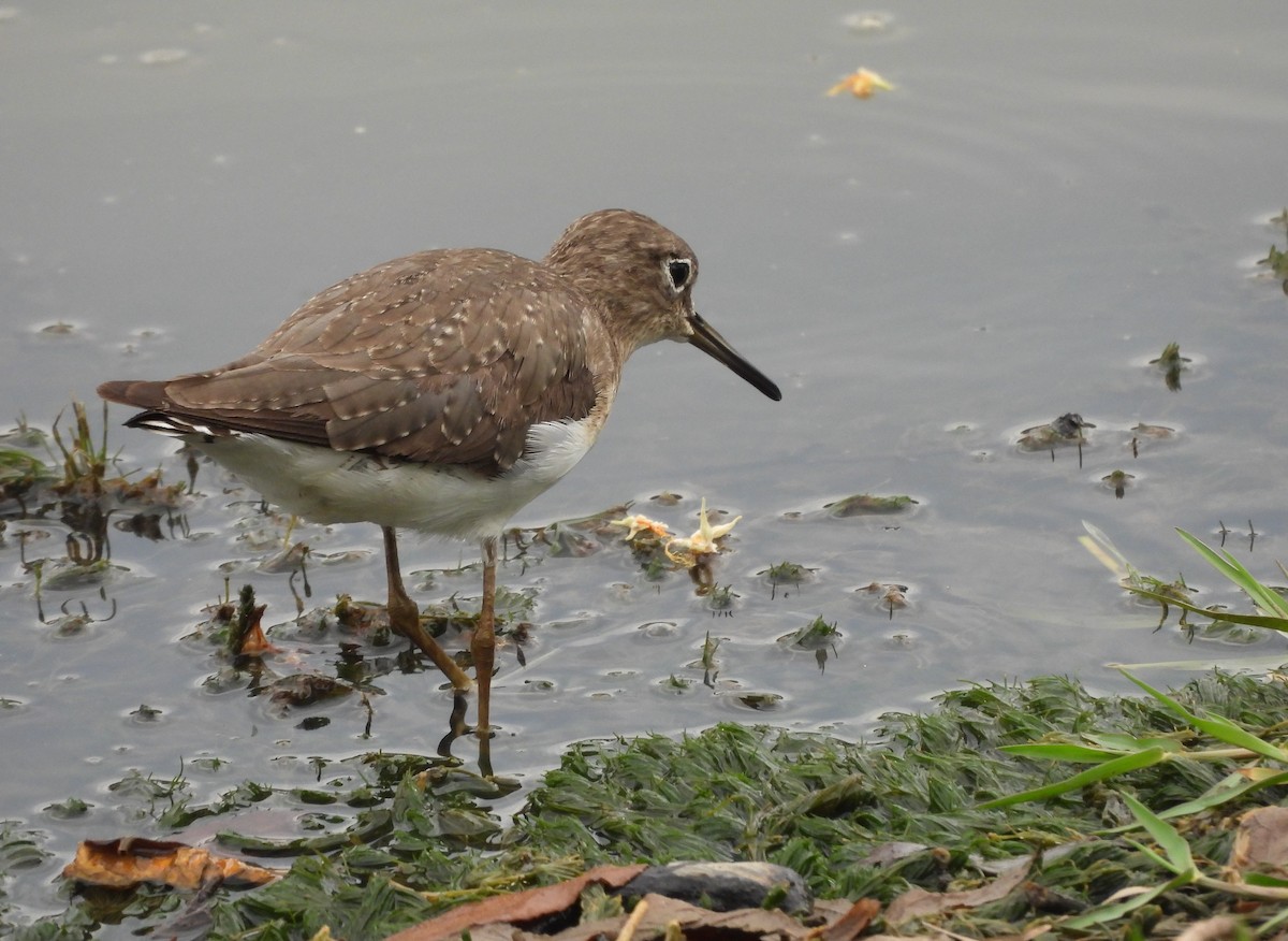 eremittsnipe - ML644155048
