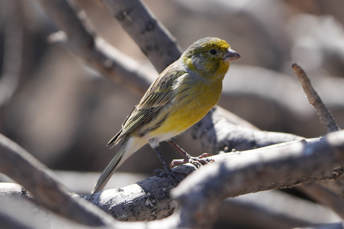 Serin des Canaries - ML644155049