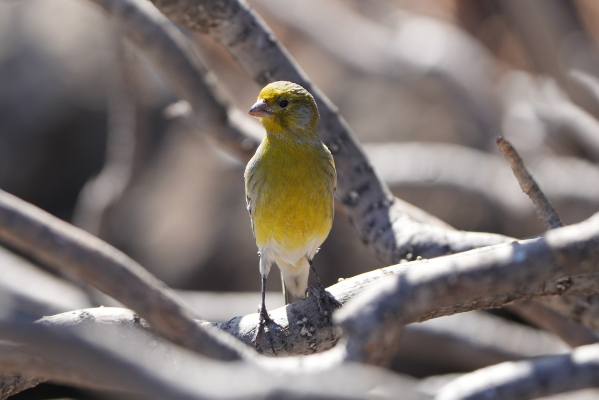 Serin des Canaries - ML644155051